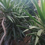 یوکا سرقلم و تنه