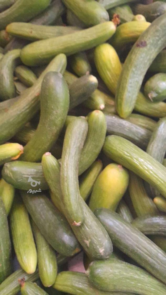 خیار شور و ترشی لیته