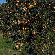 نارگی مرکبات شما را خریدارم