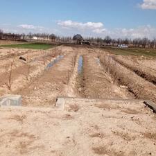 فروش یک زمین باغی سرمایه گذاری عالی درختان میوه واجلی