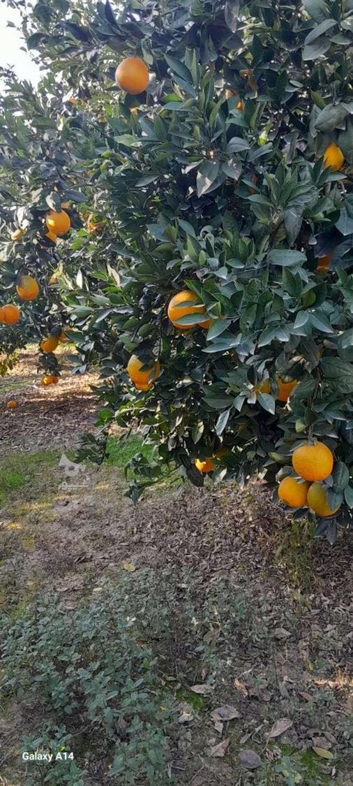 فروش پرتقال تامسون تو سرخ