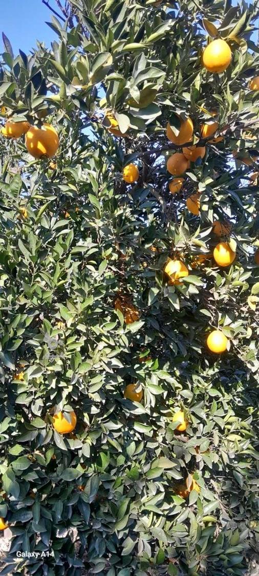 فروش پرتقال تامسون تو سرخ