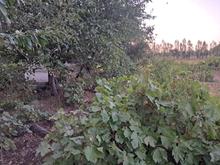 فروش باغ در باغات قلعه حسینیه پشت دیوار شرکت سیبستان در شیپور