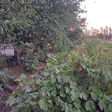 فروش باغ در باغات قلعه حسینیه پشت دیوار شرکت سیبستان