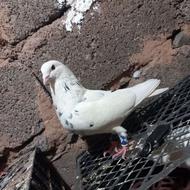 کبوتر تضمینی بالای 10 ساعت