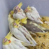 توئیتی*انواع طوطی عروس هلندی سرلاکی با کیفیتی عالی شاه تخم