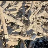 خریدار ریشه مرکبات