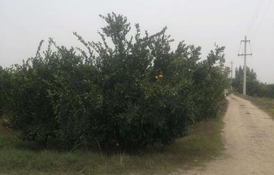 5000 متر زمین دونبش