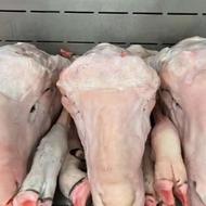 پاککردنکلهپاچهوسیلابشیردونگوسفندبهداشتی