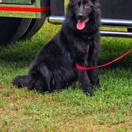 ژرمن بلک مو بلند واگذاری