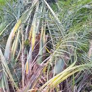 درخت حدودهشت ساله درخت خرما