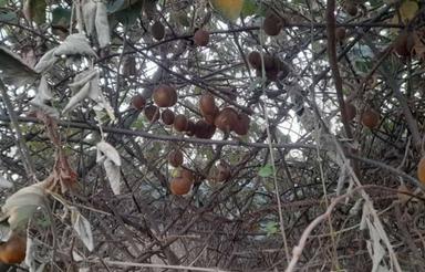 زمین باغی 1500 متر داخل پلک علیا