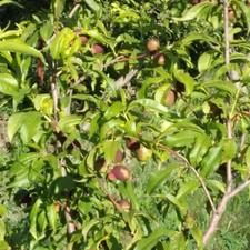 2000 متر باغ با درختان مثمر با خانه باغ و فنس کشی