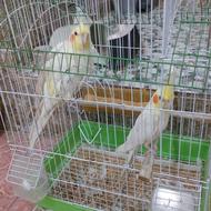 عروس نر ماده