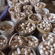 تولید تخم پرورش اردک و غاز تعداد استخدام