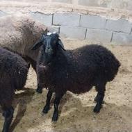 گوسفند زنده