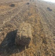 فروش کاه لوبیا روغنی پرس شده