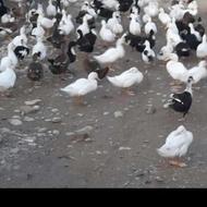 اردک مک مکی شالیزاری ارگانیک