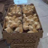 جوجه گوشتی فوق سنگین و محلی گلپایگان