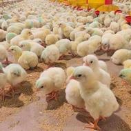 جوجه محلی گلپایگانی و جوجه گوشتی بلک استار