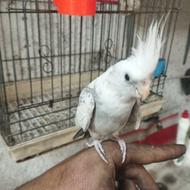 عروس هلندی دوکت