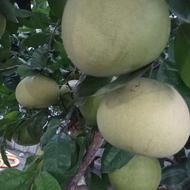 میوه پوملو یا همان سلطان مرکبات