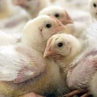 فروش عمده جوجه مرغ گوشتی یک روزه نژاد کاب و راس