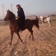 اسب مادیان درجه یک