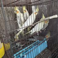 طوطیعروسازسرلاکیتابالغ