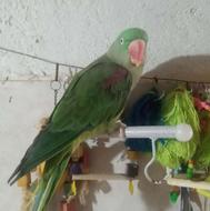 شاه طوطی ماده