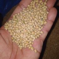 لوبیا محلی .