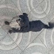 پاکوتاه ماده 7ماهه