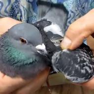 کلینیک دامپزشکی طوس _ چهاردانگه