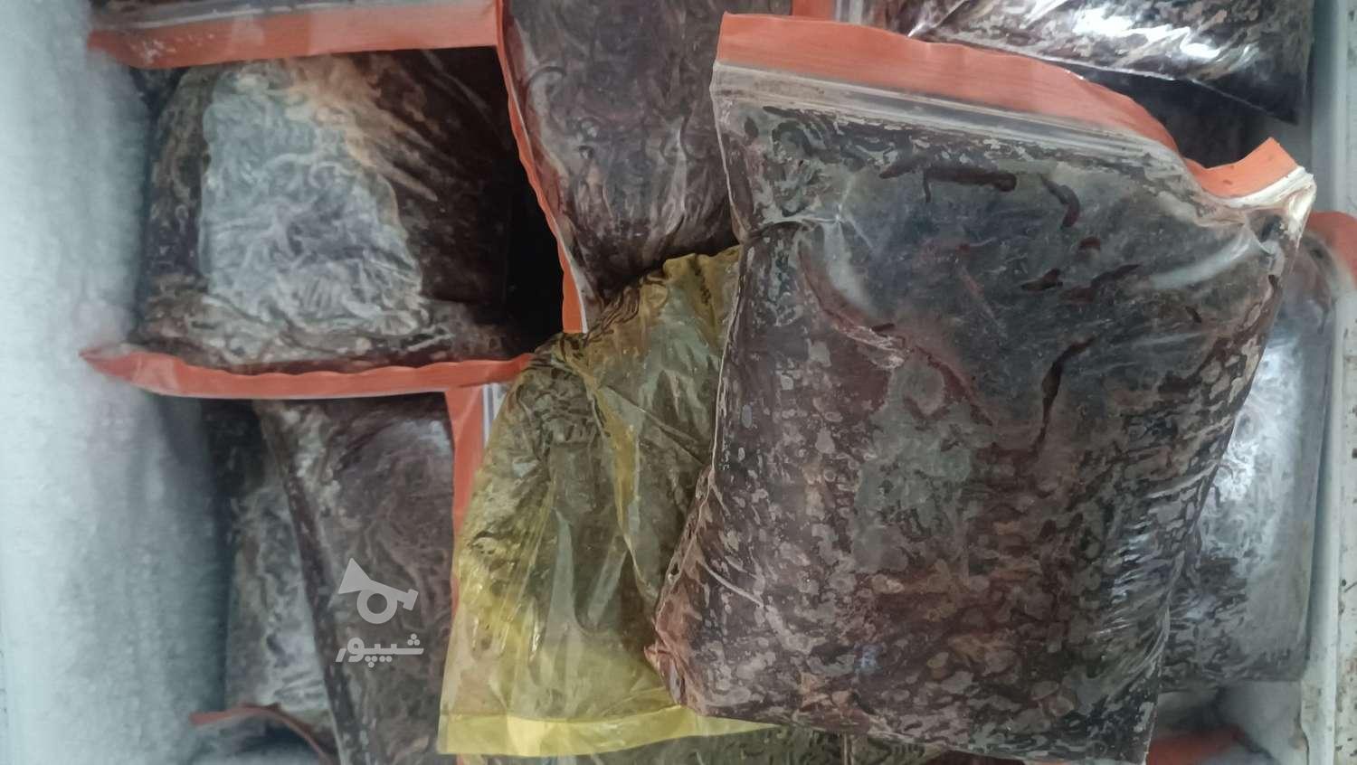 ورمی کمپوست. کرم وبستر.کرم منجمدنژاد ایزینیا فوتیدا