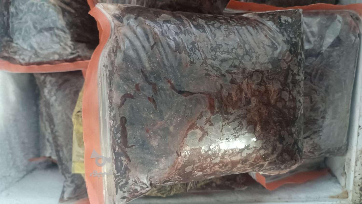 ورمی کمپوست. کرم وبستر.کرم منجمدنژاد ایزینیا فوتیدا