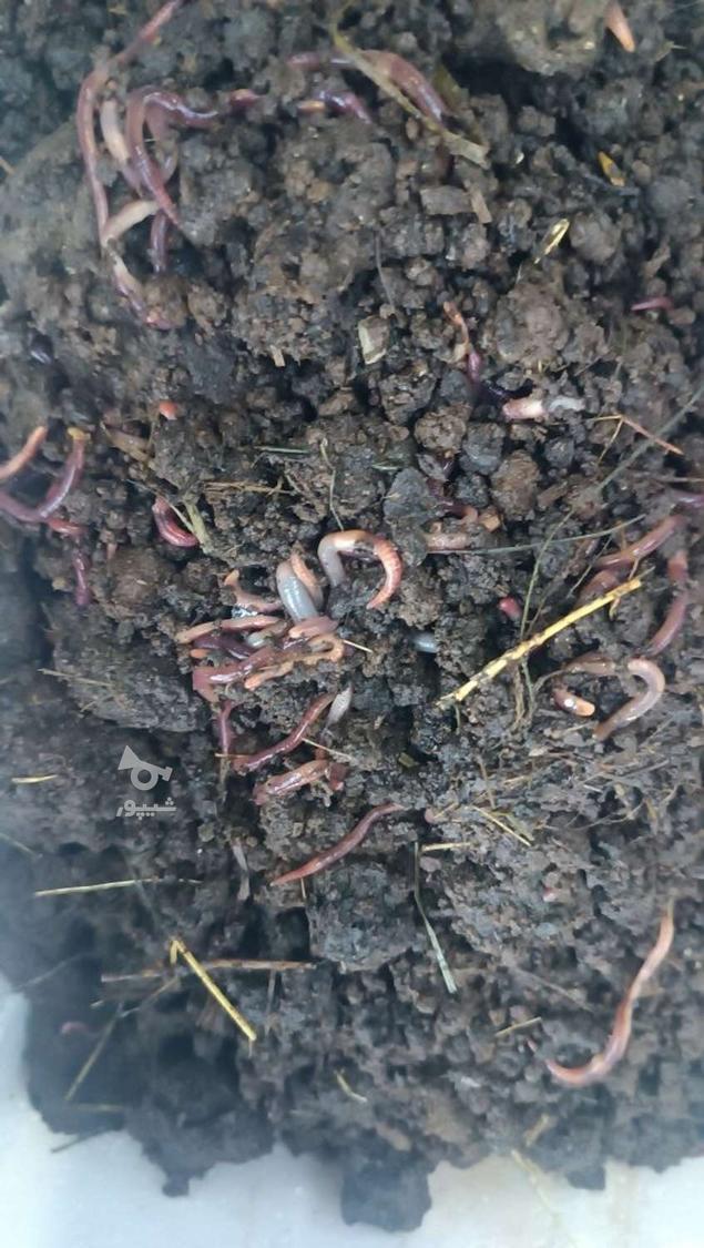 ورمی کمپوست. کرم وبستر.کرم منجمدنژاد ایزینیا فوتیدا