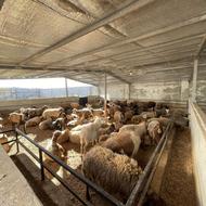 خرید و فروش گوسفند و بره و بز(نمایشگاه دام مازندران)