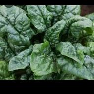 اسفناج محلی بسطام و هندوانه جیرفت