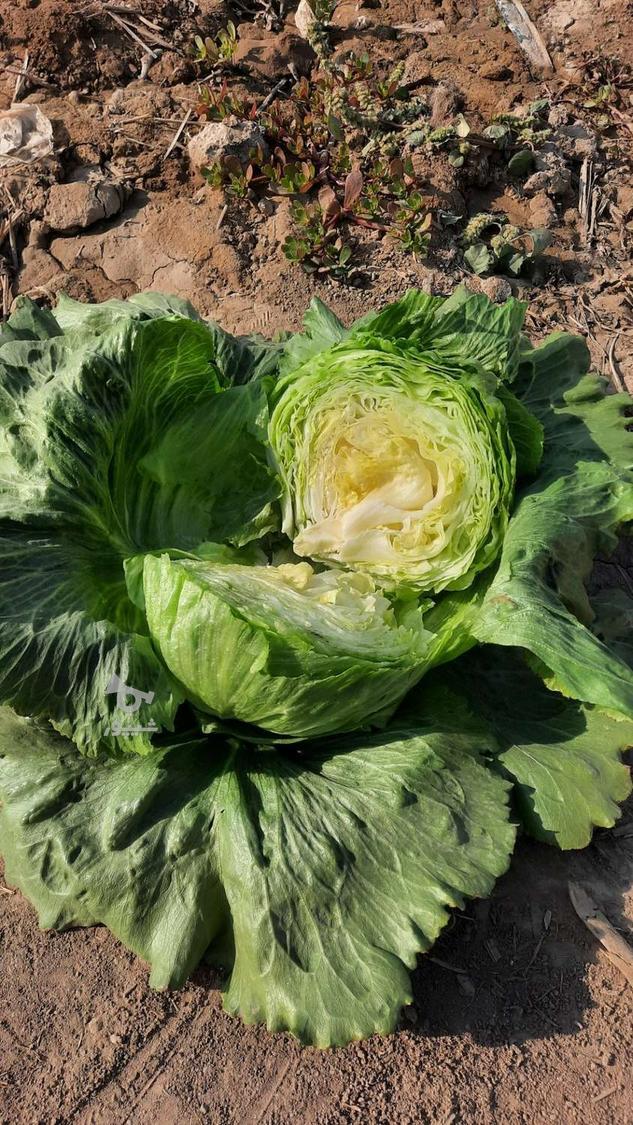 کاهو رسمی کلاسیک ورامین