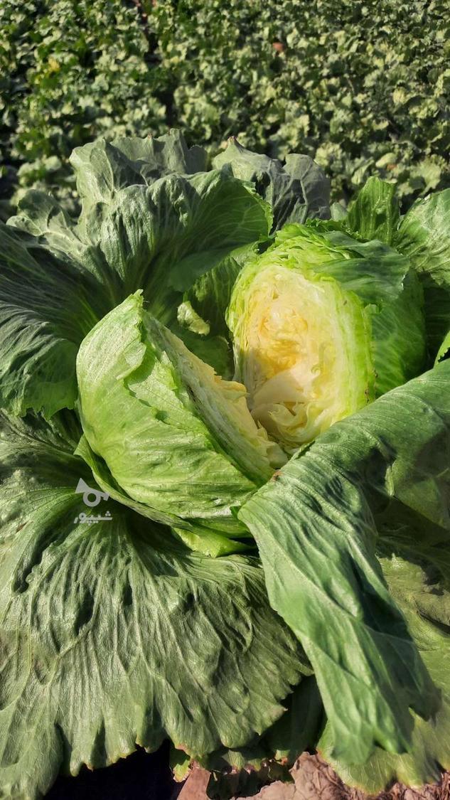 کاهو رسمی کلاسیک ورامین