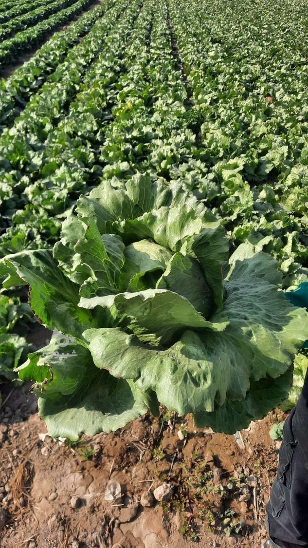 کاهو رسمی کلاسیک ورامین