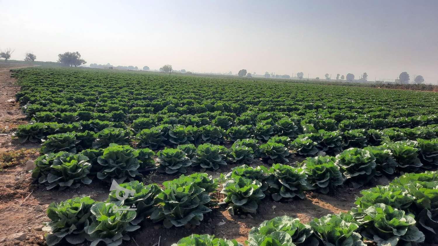 کاهو رسمی کلاسیک ورامین