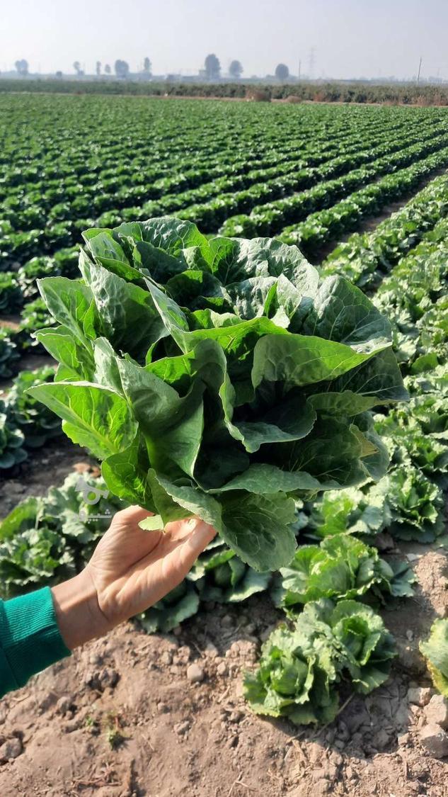 کاهو رسمی کلاسیک ورامین