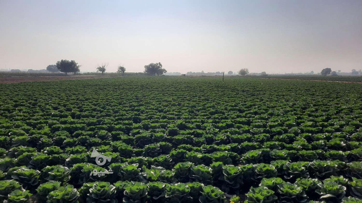 کاهو رسمی کلاسیک ورامین