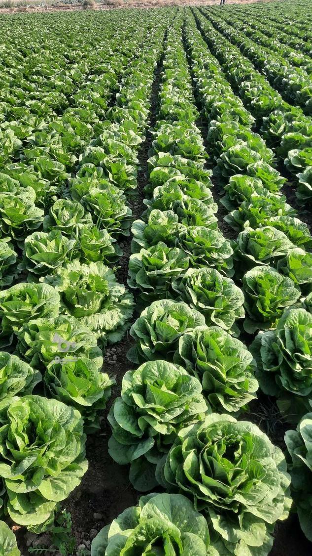 کاهو رسمی کلاسیک ورامین