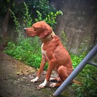 واگذار سگ شکاری اصیل