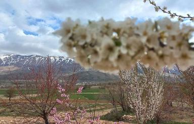 فروش یا معاوضه باغ 2000 متر