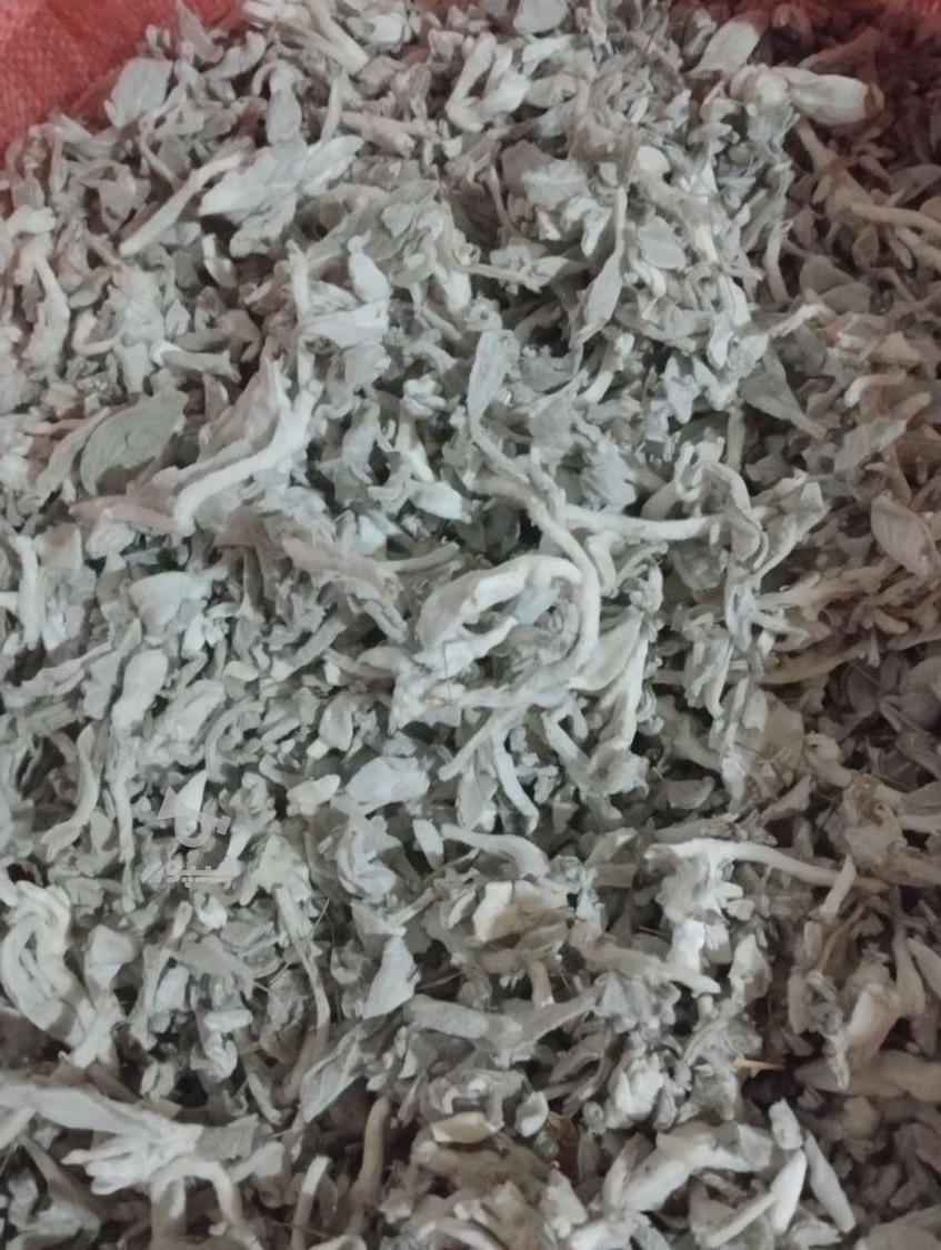 پولک یا همون گوش خرگوشک