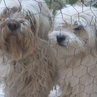 واگذاری شیتزو تریر جفت