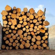 خرید چوب و درخت (جنگلی و باغی)